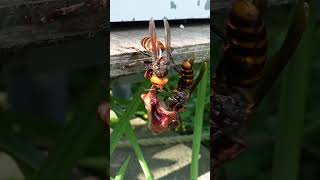 Giant Hornets Stop Attacking Bees to Devour Chicken Heart [upl. by Dnomyaw]