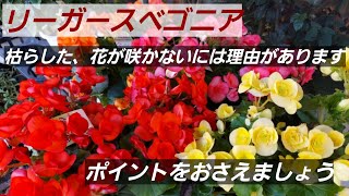 リーガース・ベコニア 非常に開花期の長い華やかな花。次々に咲かないという人は、ポイントをおさえて管理しましょう！管理次第で何年も楽しめます [upl. by Nero227]