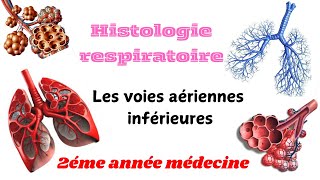 HISTOLOGIE RESPIRATOIRE  Les voies aériennes inférieures 2éme année médecine [upl. by Widera124]