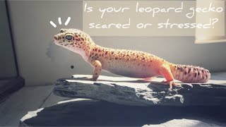 8 Signs Your Leopard Gecko is Scared or Stressed Out [upl. by Sibyls]