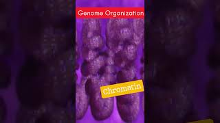 Eukaryotic Genome organization  Nucleosome Solenoid Chromatin amp Chromosomes [upl. by Yuma528]