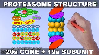 Molecular Structure of Proteasome [upl. by Laurena200]