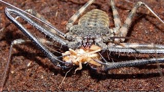 Damon Diadema Tailless Whip Scorpion Care Video [upl. by Robson]