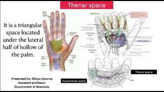 Thenar space  Anatomy of Thenar space  Space of hand [upl. by Ahsiugal]