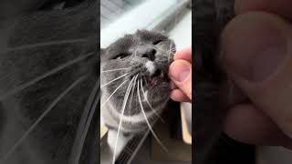 3 subtile Zeichen Katzen Liebe 1 CatInfo cat katze catsofyoutube [upl. by Ostler1]