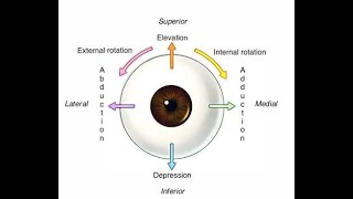 Extra Ocular muscle in short [upl. by Silado]