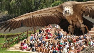 EAGLE SHOW  FULL VIDEO  RANCHO TEXAS LANZAROTE [upl. by Valera911]