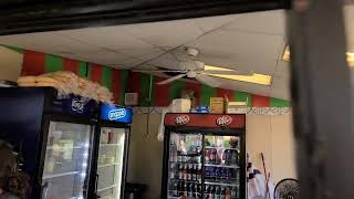 Vintage Ceiling Fans amp Lighting In An Italian Deli WITH METAL [upl. by Ynnod]