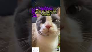 A qué le tenías miedo 😹 cat gatoschistosos musicapp humor [upl. by Kieffer]