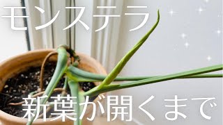 【観葉植物】モンステラ 新葉が開くまで [upl. by Refinnaej378]