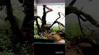 Aquarium setup with plants [upl. by Eical]