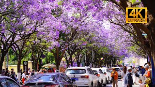 Jacaranda in Kunming Yunnan [upl. by Danica733]