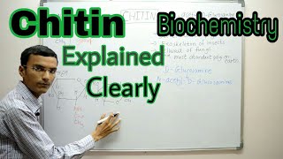 Chitin  Chitin structure  Biochemistry [upl. by Nadia]