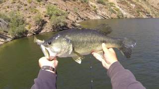 Catching Big Bass On Swimbaits How Fast Should You Reel [upl. by Cox725]