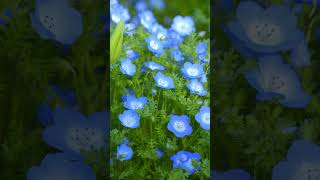 nemophila [upl. by Coplin25]