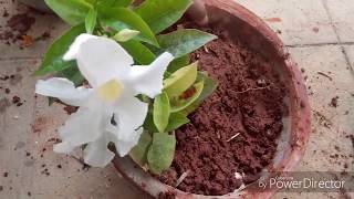 How to take care of MandevillaDipladenia or the Rock Trumpet plant [upl. by Idnic]