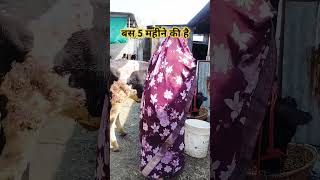 5 Month Ki Bachiya l dairy farm l hf cow l newsong cow dairycows [upl. by Siuqaj575]