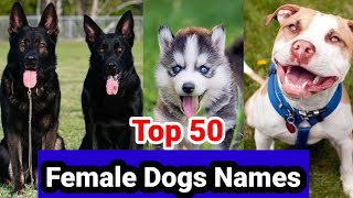 Female Dog Name  Top 50 Male Dog Names Unique Female Dog Names In Hindi [upl. by Ingold]