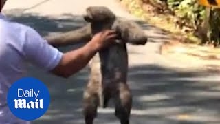 Sloth gets a lift across the road by helpful passing driver [upl. by Ainez]