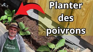 comment planter les poivrons [upl. by Yerbua]