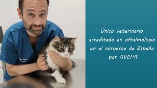 Presentación de la Clínica Oftalmología Veterinaria Asturias en Gijón [upl. by Aralc]