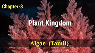 Ncert  Class 11  Chapter  3  Plant Kingdom  Algae  Tamil  302 [upl. by Barker283]