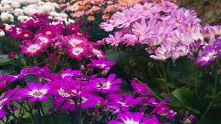 Check how I grow cineraria  How to grow Cineraria through seeds [upl. by Tacye]