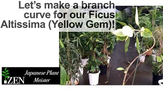 Let’s make a branch curve for our Ficus Altissima Yellow Gem [upl. by Mckeon]