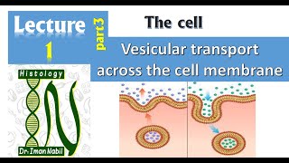 1cVesicular transport across the cell membrane Endocytosis and ExocytosisCellHistology [upl. by Scornik]