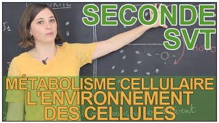 Le métabolisme des cellules  SVT  2de  SchoolMouv [upl. by Nacim856]