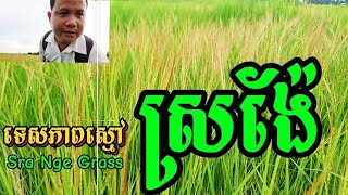 ទេសភាពវាលស្រែ ស្មៅស្រង៉ែ Green Grass In Rice Fields Views  Cambodia View [upl. by Hcurab887]