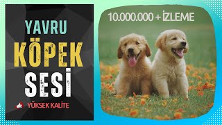 Yavru Köpek Sesi  Yavru Köpek Havlaması  Hayvanları Tanıyalım  Eğitici Ses [upl. by Ulphia]