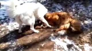 Great pyrenees vs Golden retriever [upl. by Jeu]