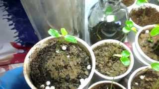 How to grow passion fruit from seeds [upl. by Tacy]