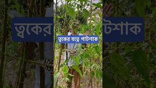 ত্বকের যত্নে পাটশাক। [upl. by Letney959]