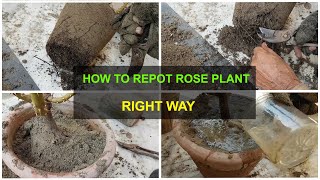 How to Repot your Rose Plant after Getting it from the Nursery [upl. by Lindblad]