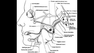 Ganglia of the facial nerve  Geniculate Pterygopalatine Submandibular ganglion [upl. by Fevre]