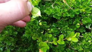 Identifying and controlling Boxwood Leafminer [upl. by Koehler90]