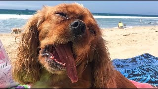 Cavalier King Charles Spaniel funny and random antics [upl. by Hercule]