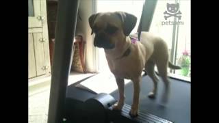 Puggle works out without breaking a sweat [upl. by Yllehs]