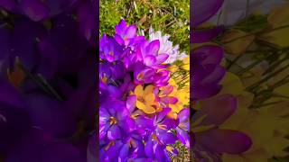 Crocus flowers youtubeshorts love trending gardening lovemusic beautiful [upl. by Finella]