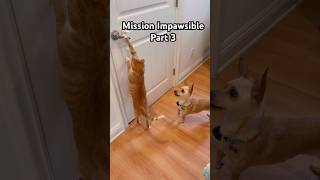 Cat Burglar Part 3 funnyvideos funnycatvideos funnycats dogs funnyanimals smartcat orangecat [upl. by Kayley]