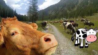 Le mucche corrono da noi ATTENTI AL TORO Passeggiata in malga tra una mandria di mucche [upl. by Wendelin]