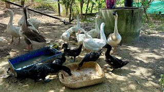 Feeding geese and ducks as family birds animals cuteanimals duckfamily goose duckfeed duck [upl. by Enileqcaj837]