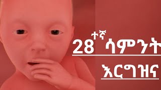 የእርግዝና 28ተኛ ሳምንትweek 28th pregnancyhealth education [upl. by Favian504]