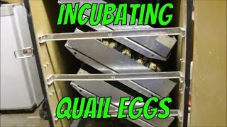 Incubating Quail Eggs [upl. by Ikilisav]