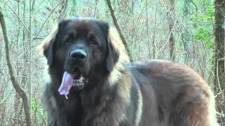 Leonberg Ice 20 mois [upl. by Willumsen]