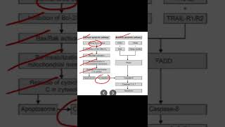 ATRIAL FIBRILLATION  SINO ATRIAL NODE [upl. by Gage]