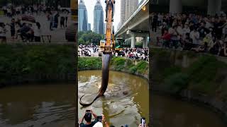 Unbelievable Phone Captures Excavator Finding Giant Snake 🐍 Excavator SnakeDiscovery GiantSnake [upl. by Orelie]