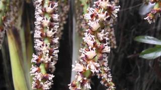 Dypsis baronii in flower in New Zealand [upl. by Armando648]